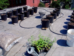 seedlings visit the roof
