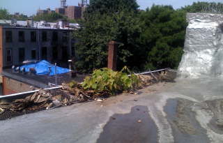 Gutter maples.