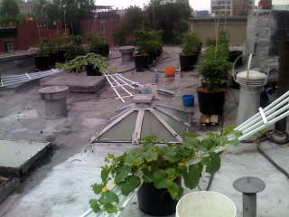melon trellis